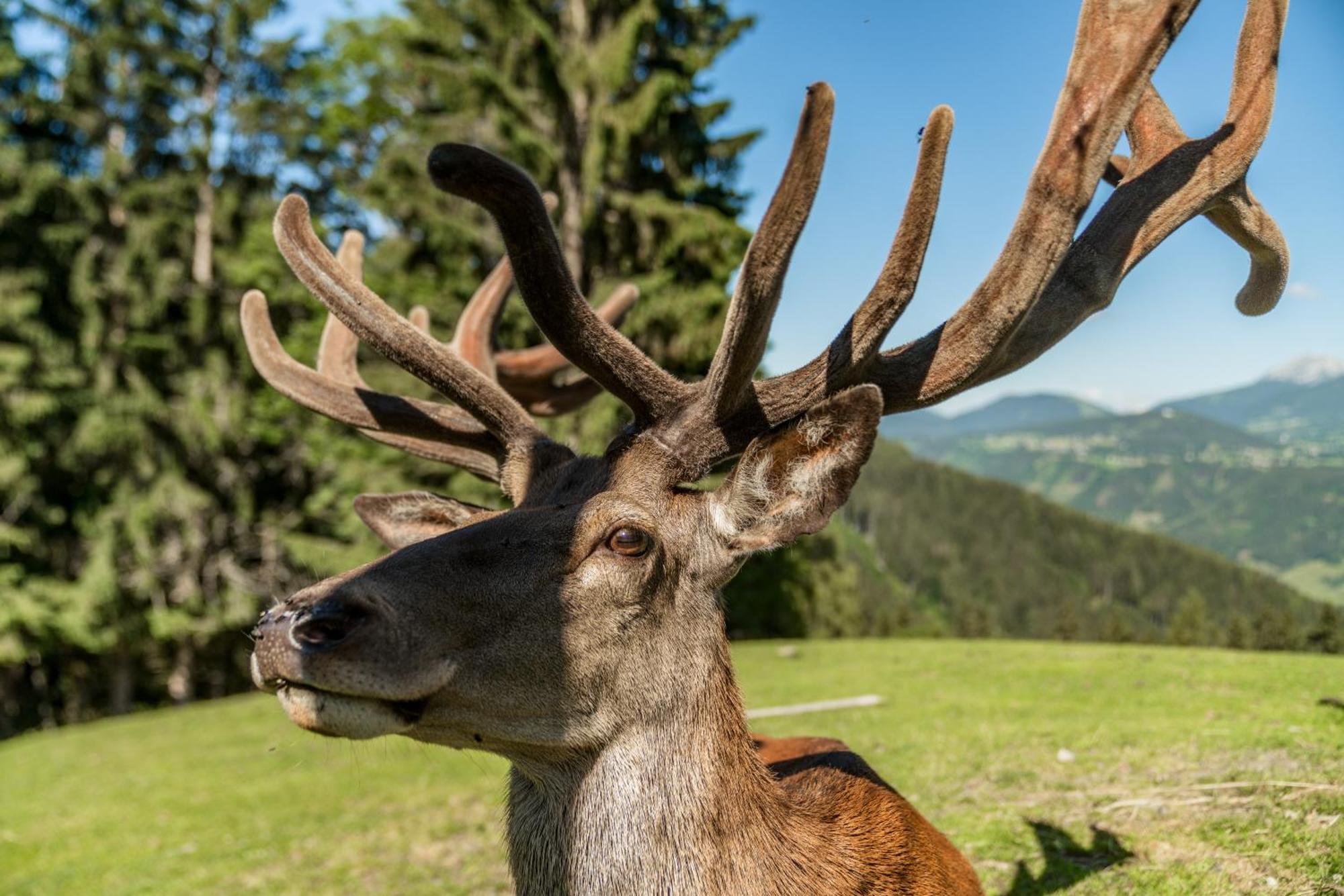 Apparthaus Taxegger Dış mekan fotoğraf